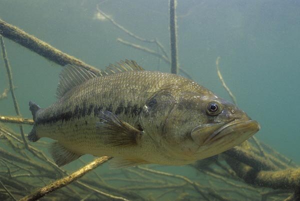 Micropterus salmoides