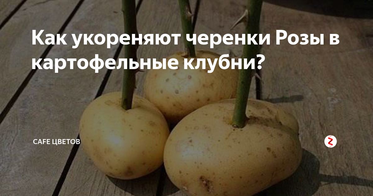 Как вырастить розу из букета в картошке. Черенки роз в картошке. Укоренение розы в картошке. Черенкование роз в картошке. Укоренить черенок розы в картошке.