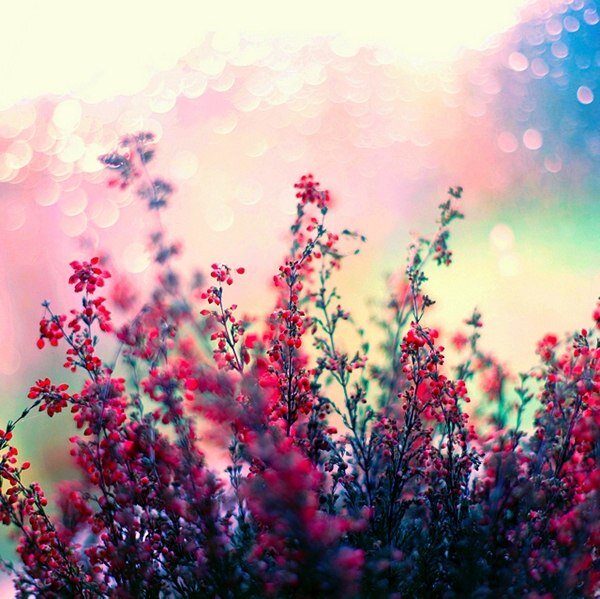 Картинка из интернета