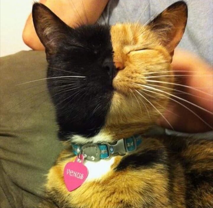 Фотография с сайта : m.facebook.com/VenusTheAmazingChimeraCat