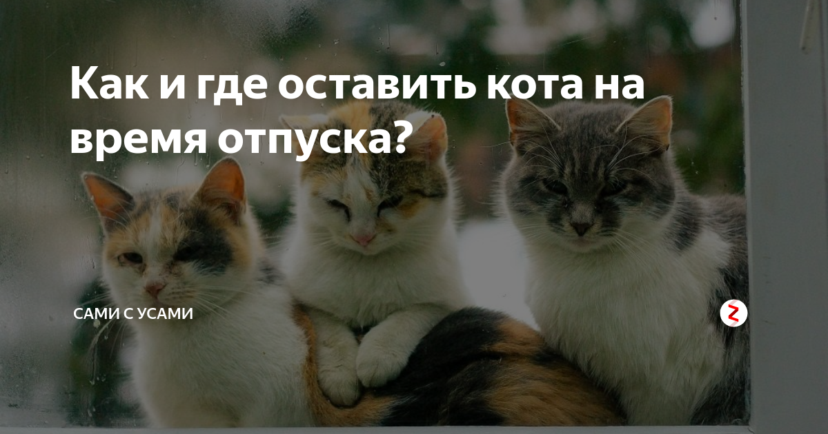 Отдать кошку на время отпуска. Где оставить кота на время отпуска. Где можно оставить кошку во время отпуска. Куда деть кота если он не нужен.