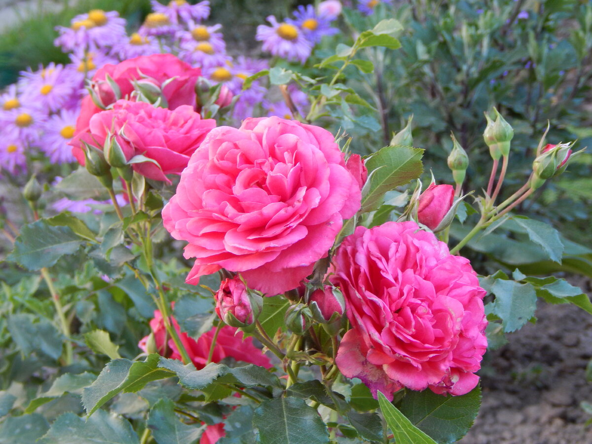 Rosarium Uetersen (Розариум Ютерзен) Kordes, 1977 