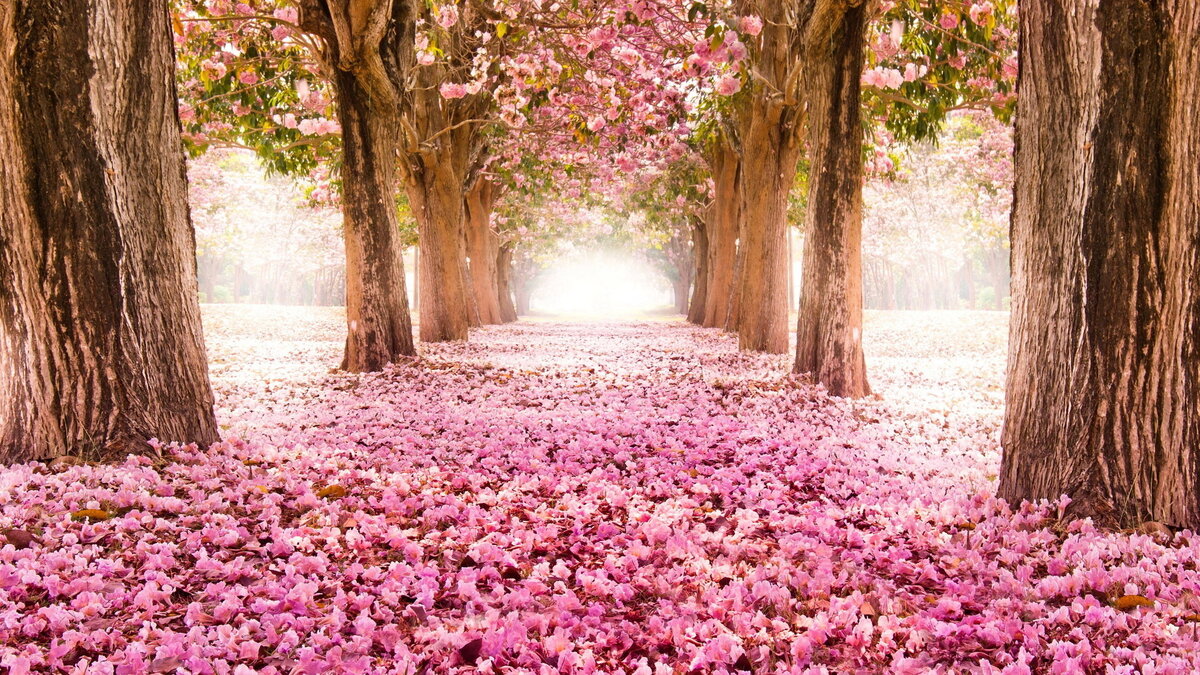 фото с сайта wallls.com
