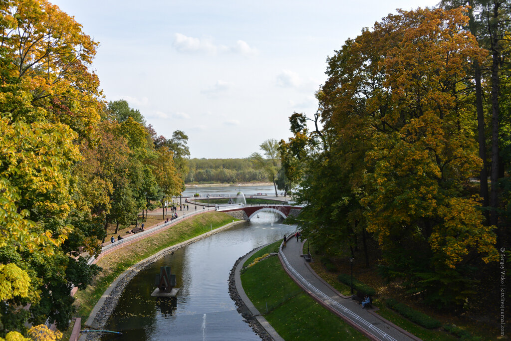 Дерево гомель