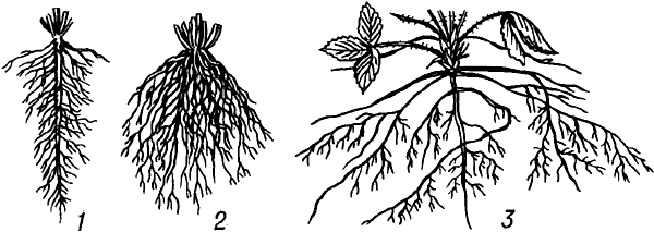 Разные корни