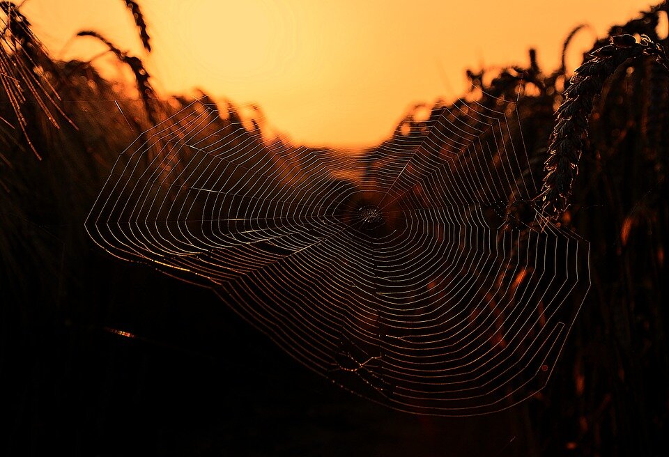 Паутина (взято с pixabay.com)