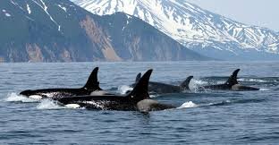 изображение взято с сайта: inokean.ru