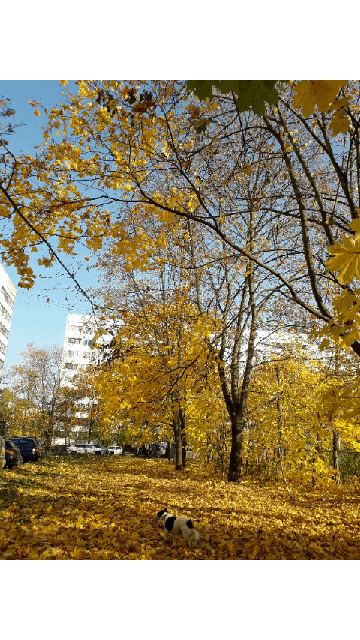 Пока хозяйка играет в фотокорреспондента, собака времени зря не теряет, то в листве на кого-то поохотится, то в археолога поиграет.