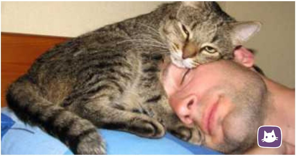 🐱Почему кошки любят спать на человеке | Нос, хвост, лапы | Дзен