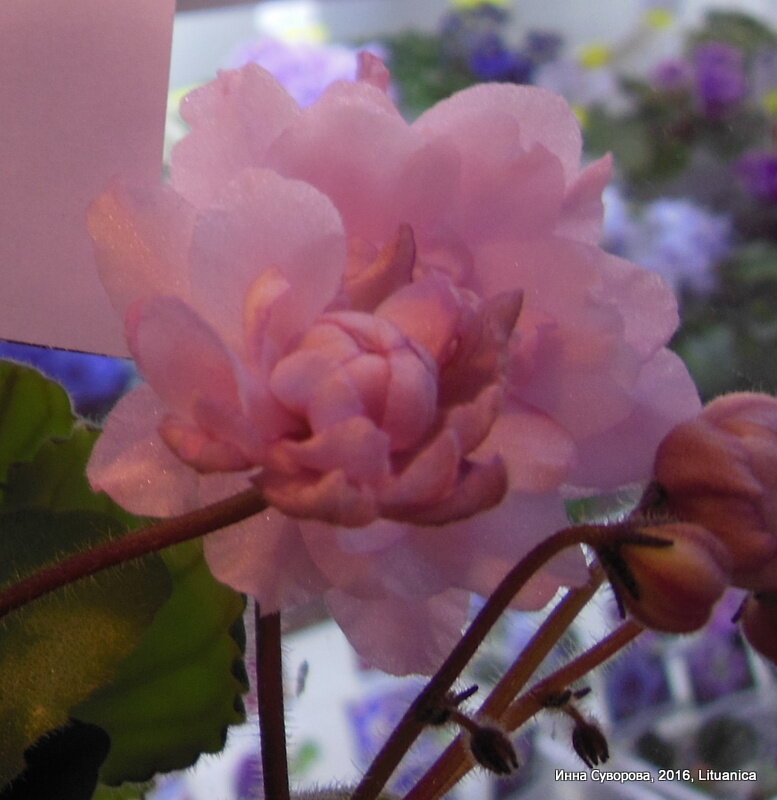Цветок Литуаники с розетки на выставке в Доме Фиалке на Пятницкой, 2016 год