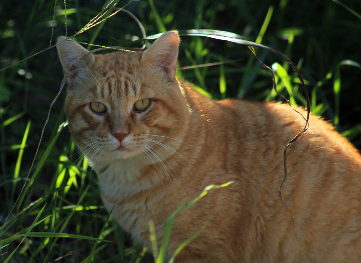 Рыжий кот