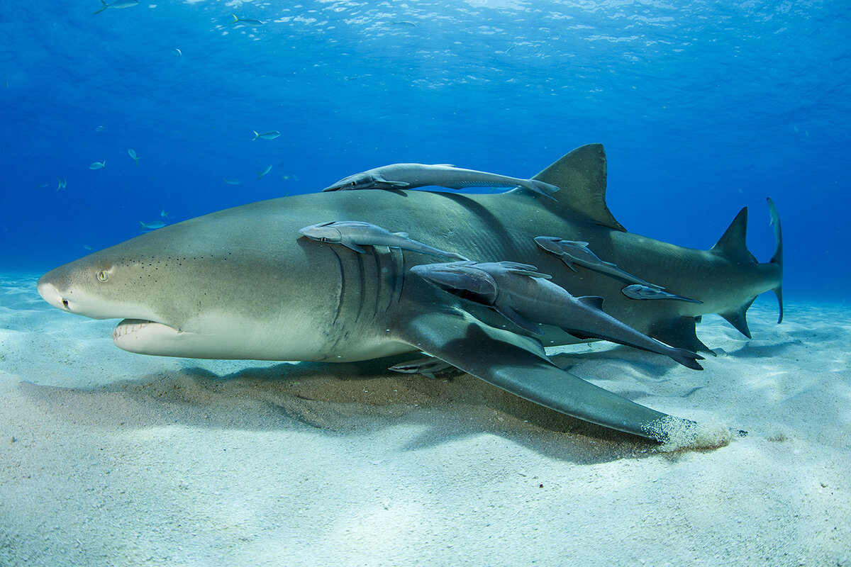 Рыба-прилипала: Как довести акулу до нервного срыва | Книга животных | Дзен