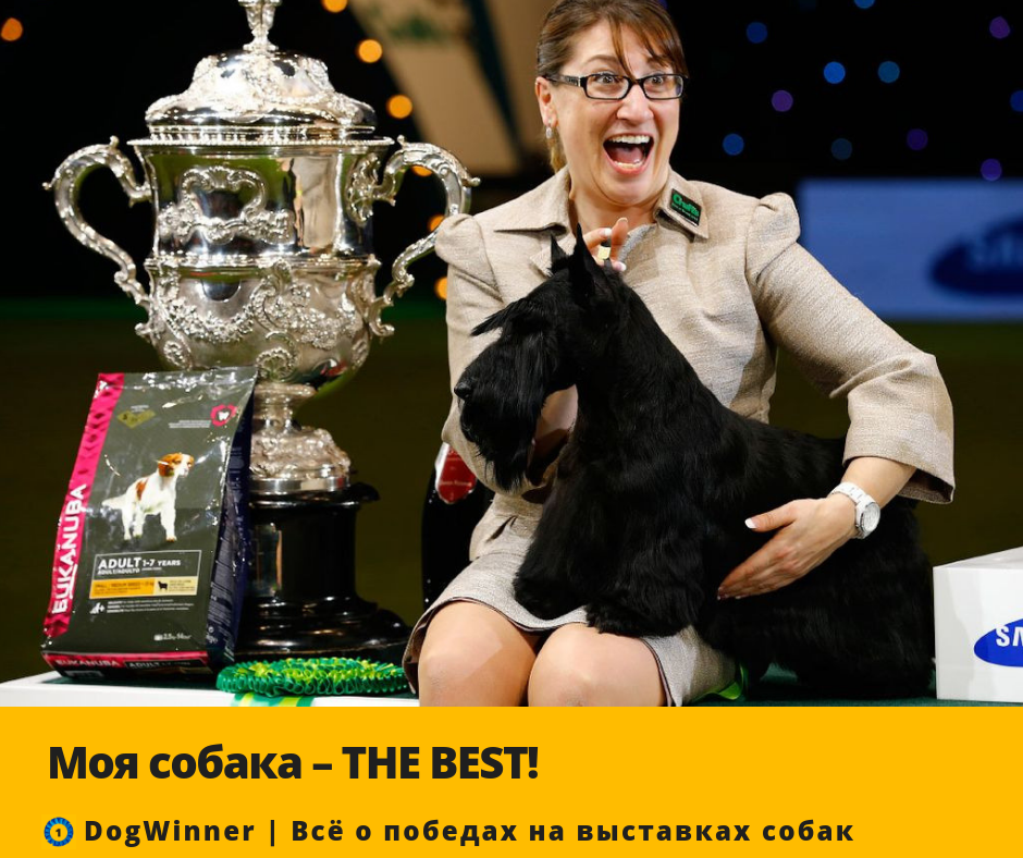 loveopium ru/zhivotnye-2/crufts-dog-show-2015.html