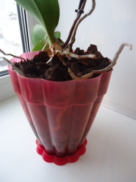 Воздушные корни не убирают, они должны быть сверху. Высохшие корни обрезают.