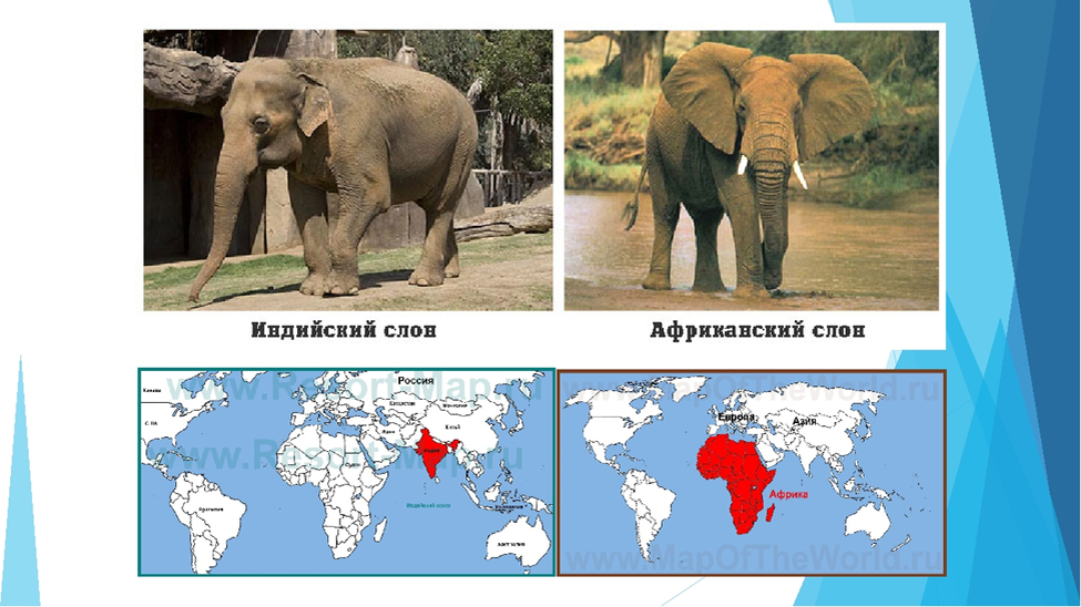 Африканский и индийский слон. Африканский и индийский слон различия. Африканские слоны и индийские слоны отличия. Африканский и индийский слон сравнение. Где обитает слон материк