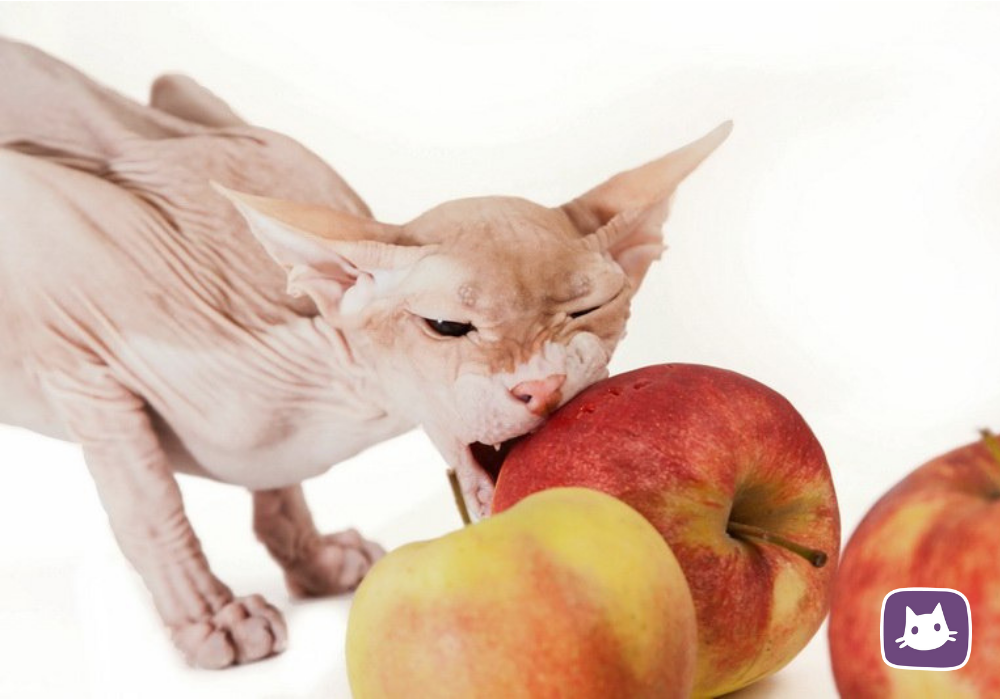 кошка ест яблоки.