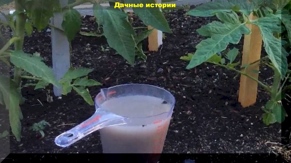 Молоко йод для огурцов полив. Подкормка огурцов зеленкой и йодом. Полив и подкормка огурцов. Полив огурцов с йодом. Подкормка огурцов молоком.