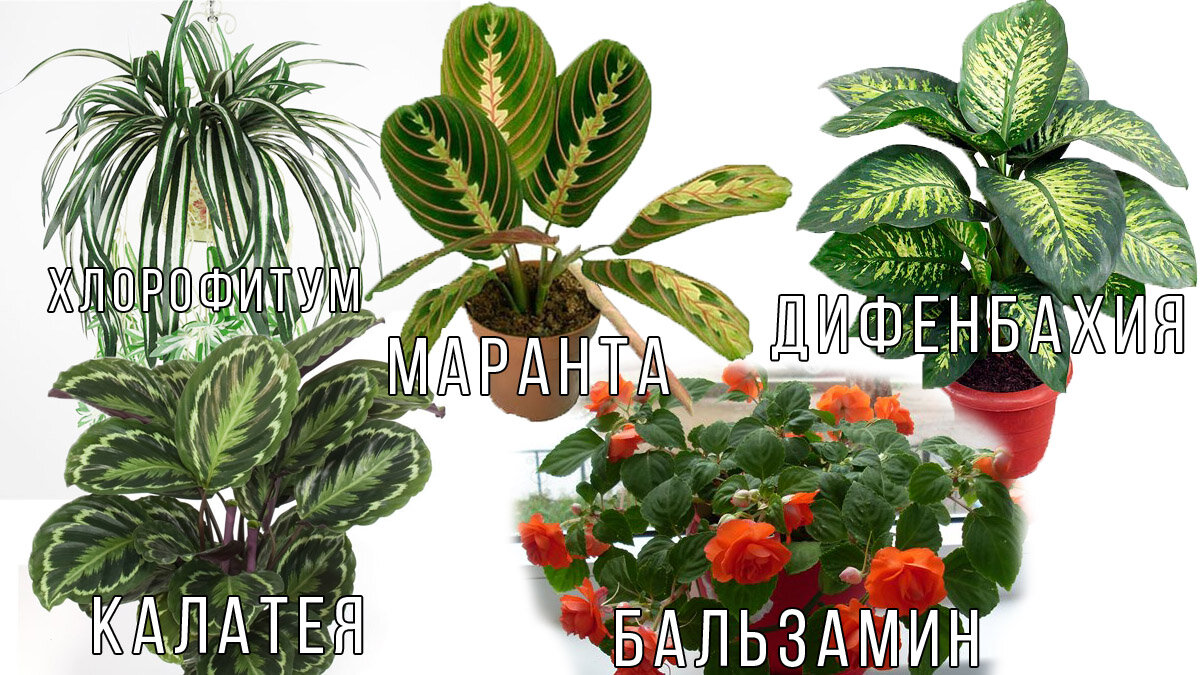 Цветы для кухни
