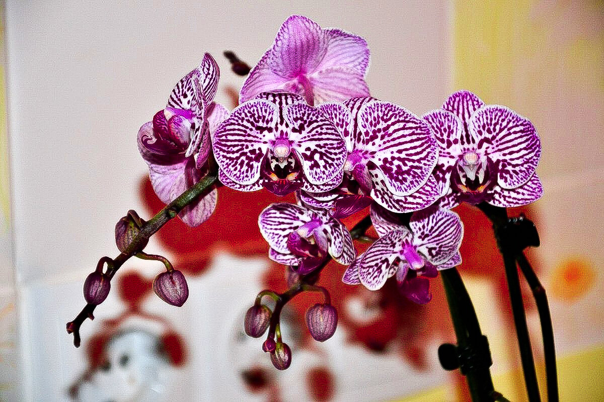 Орхидея Phalaenopsis