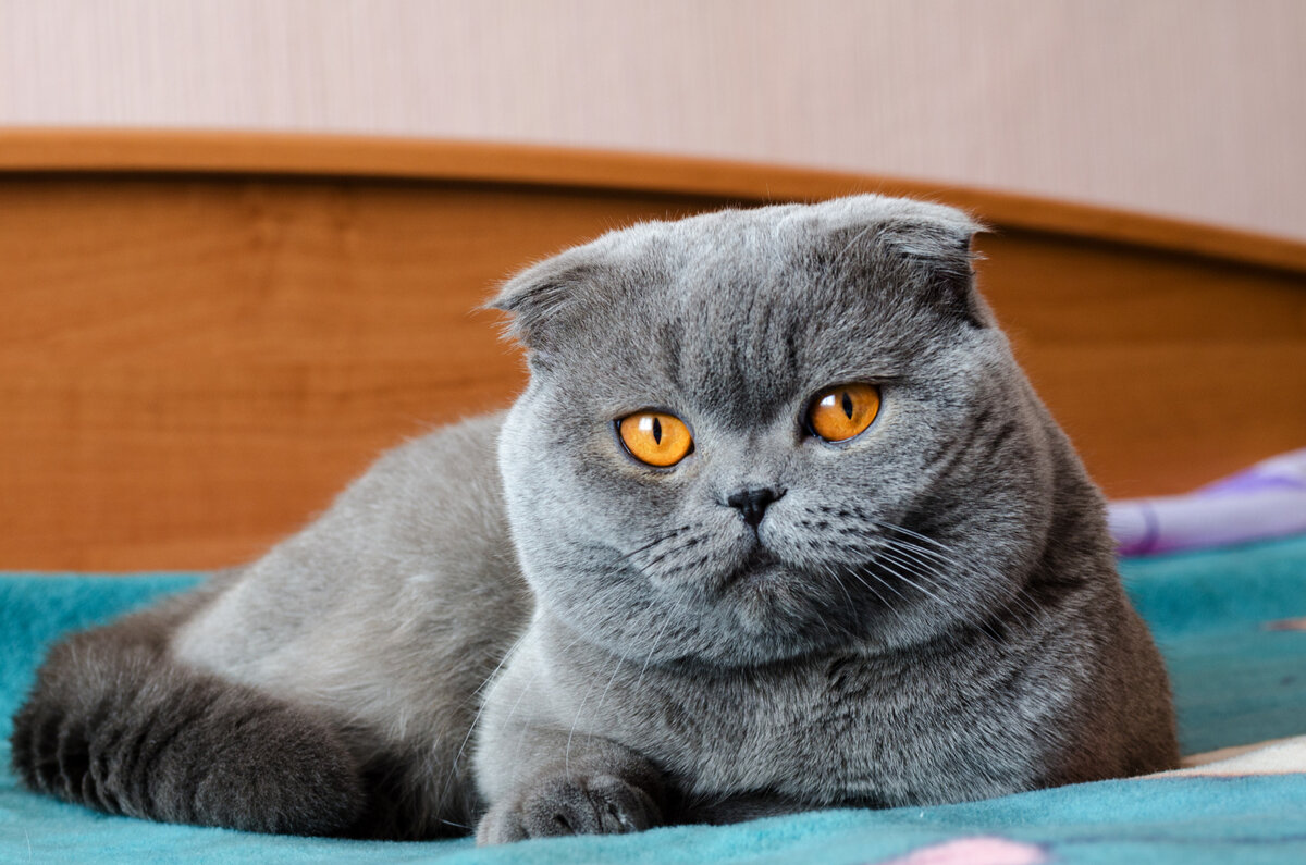 Классификация окрасов шотландской вислоухой кошки (таблица) | Гавкуша | Дзен