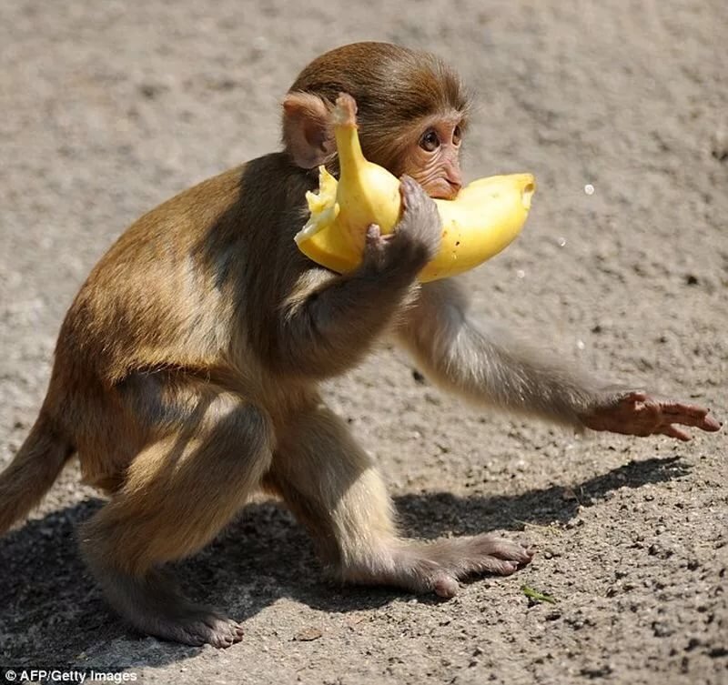 Фото с сайта http://animalworld.com.ua