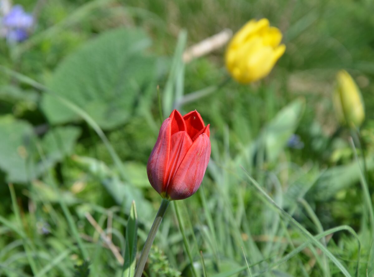 Дикий тюльпан