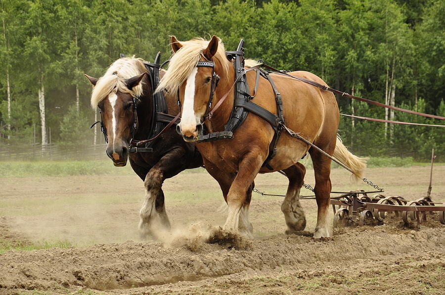 Сколько мощность лошади. Голландская Ломовая лошадь. Владимирский тяжеловоз в упряжи. Рабочая лошадь. Лошадь в сельском хозяйстве.