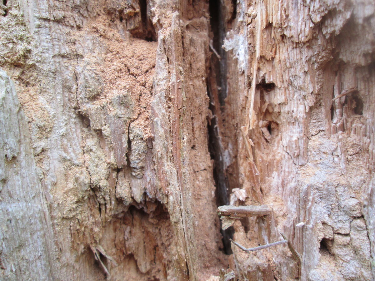 Правильный уход за деревянным срубом – залог долгой эксплуатации деревянного строения. Угрозу древесине несут не только бактерии и грибки, но и разнообразные насекомые. Дома из дерева – естественная пища для жуков-короедов, усачей, древоточцев и мебельных точильщиков. За непродолжительное время вредители способны нанести серьезный урон зданию. Поэтому необходимо своевременно принимать меры для их уничтожения.
