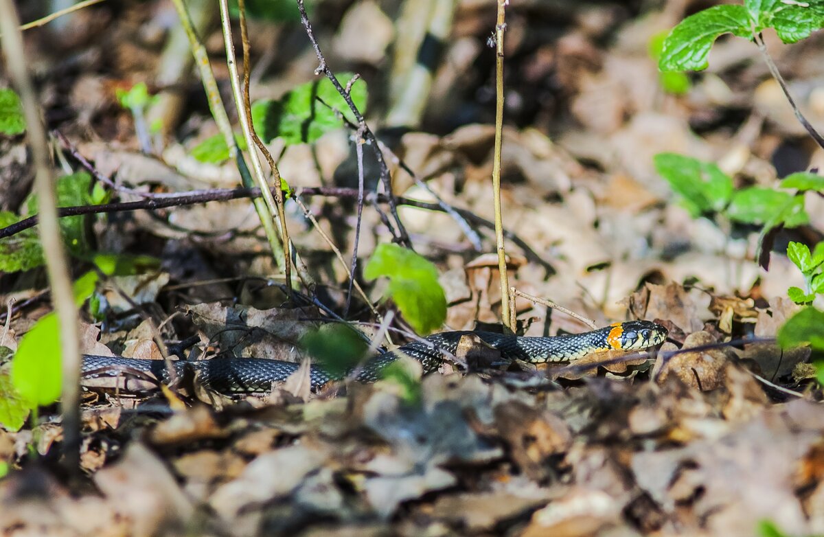Маленький уж 