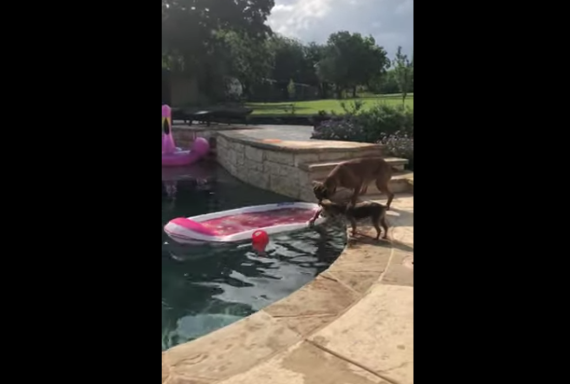 Кадр видео youtube.com/ViralHog