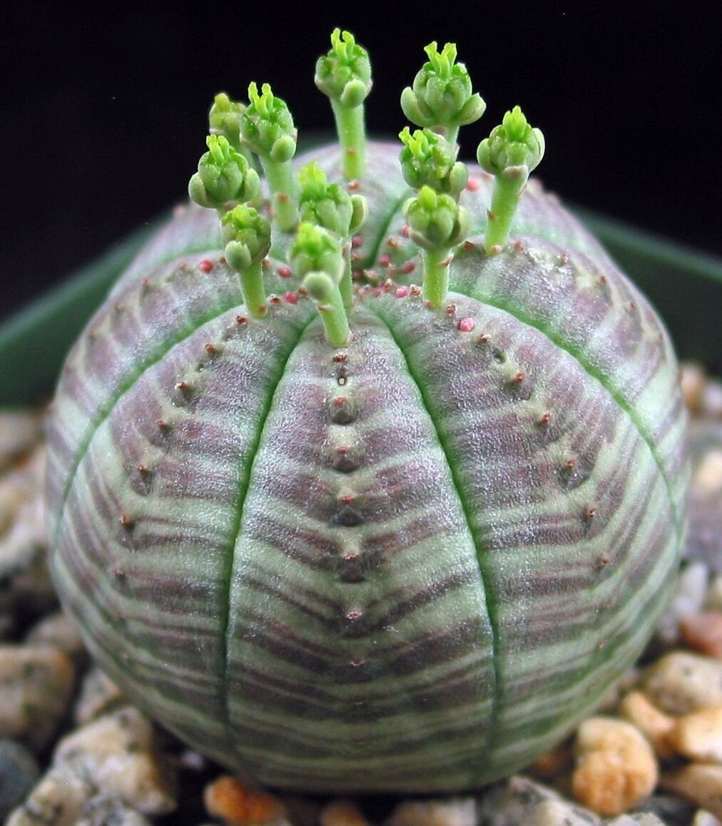 Молочай тучный. Эуфорбия obesa. Суккулент Euphorbia obesa. Молочай obesa. Euphorbia obesa (молочай, эуфорбия).