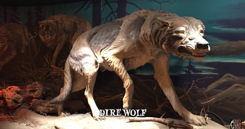 Реконструкция ужасного волка в Музее Пейджа в Лос-Анджелесе (США).