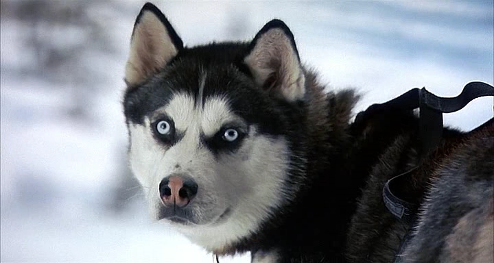 Демон из фильма Снежные псы 2002г