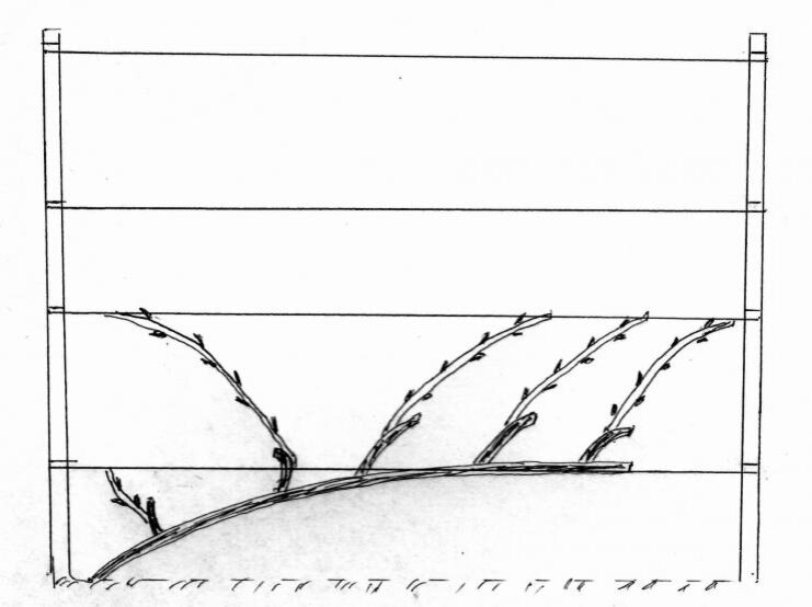 Виноград для начинающих пошагово. Схемы формировки куста винограда. Одноплечий кордон винограда. Схемы формировки винограда кордон. Формировка лозы винограда.