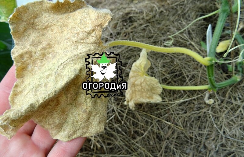 Такой лист надо давно уже было удалить, чтобы не цеплял на себя заразу