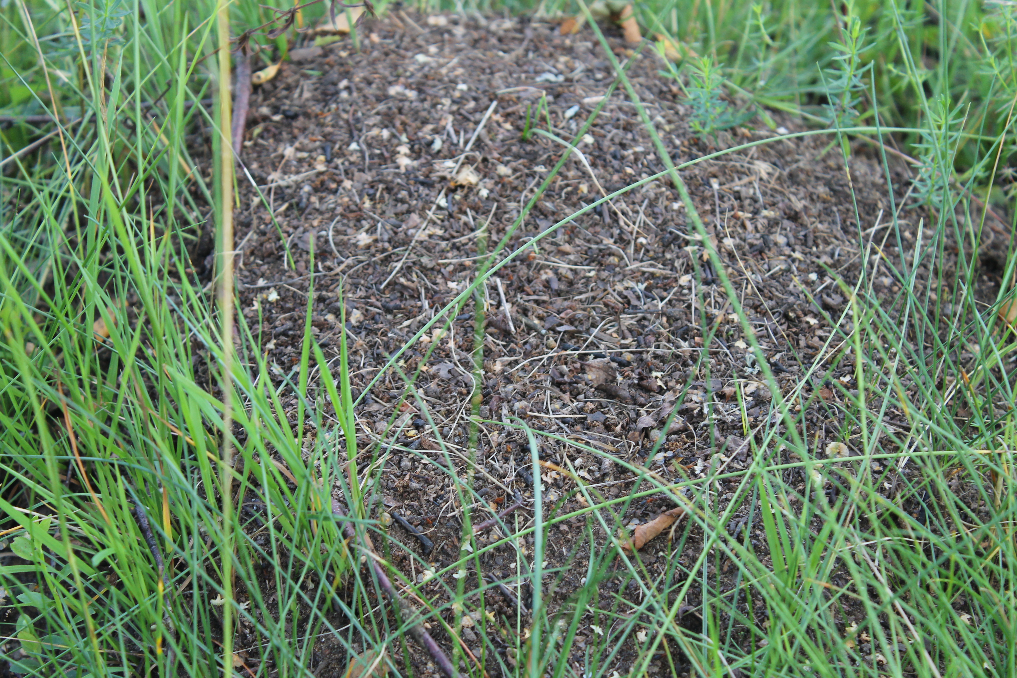 Примета земля. Лесной Муравейник. Трава на муравейнике злаковая. Большие муравьи на дачном участке с крыльями. Из газона вылетают муравьи с крыльями.