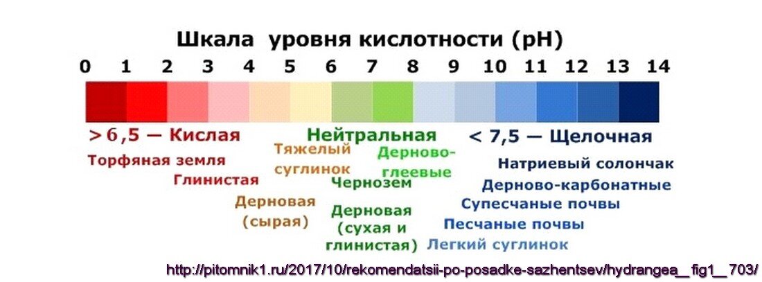 Влияние торфа на различные виды растений