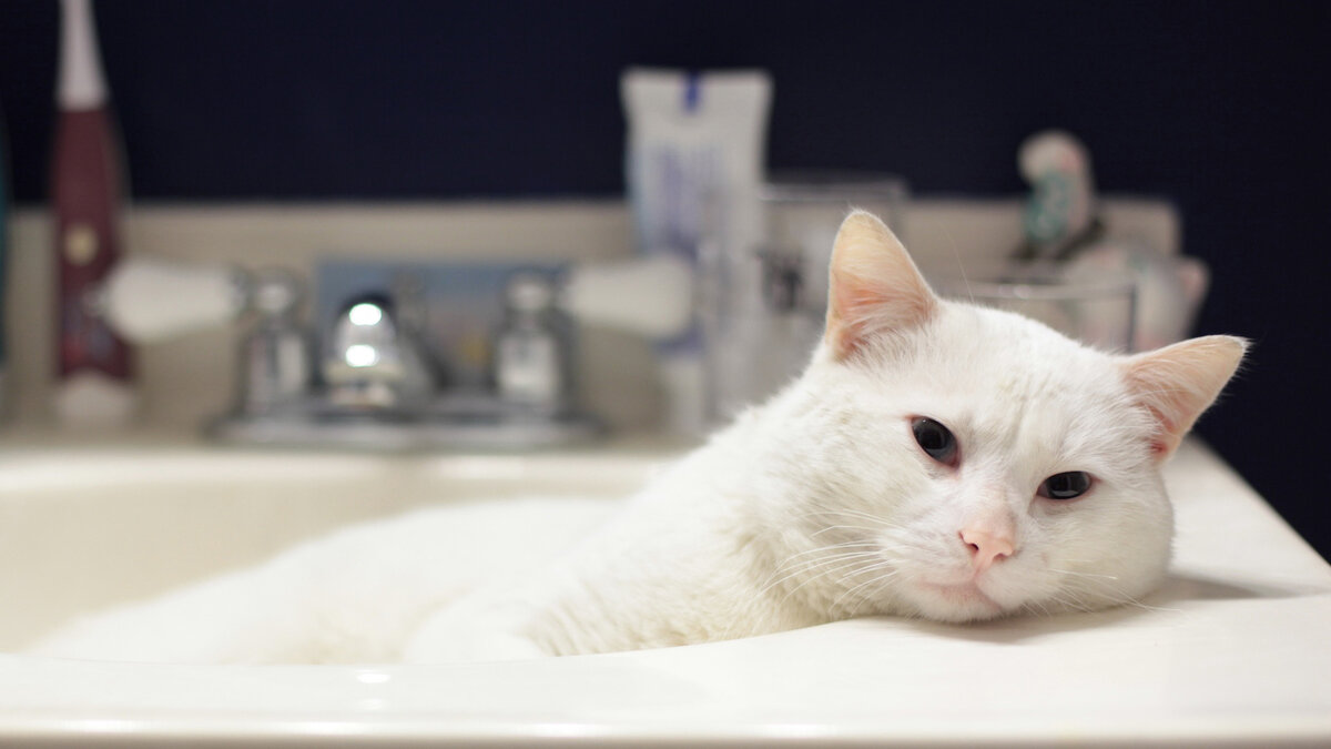 кошка лижет мыло
