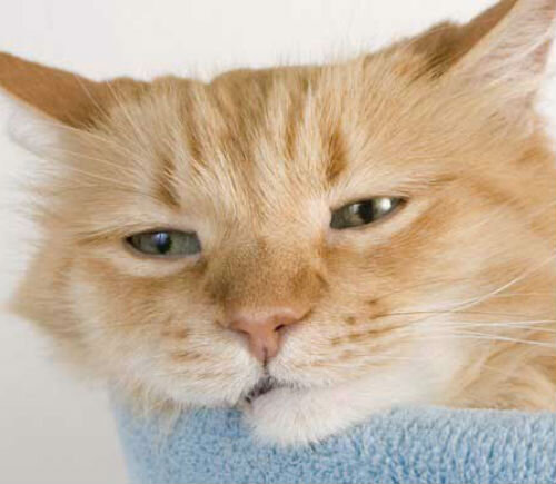 Вялость и апатия у кошки - возможные причины | Лапа помощи | Дзен