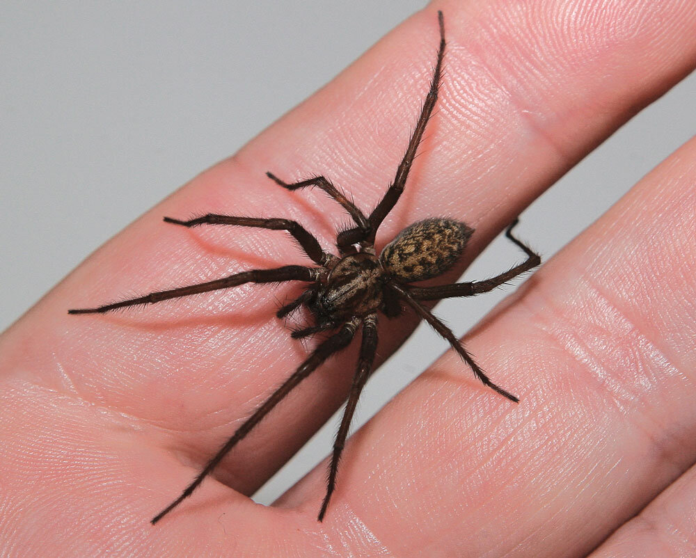 Домовой паук Tegenaria domestica