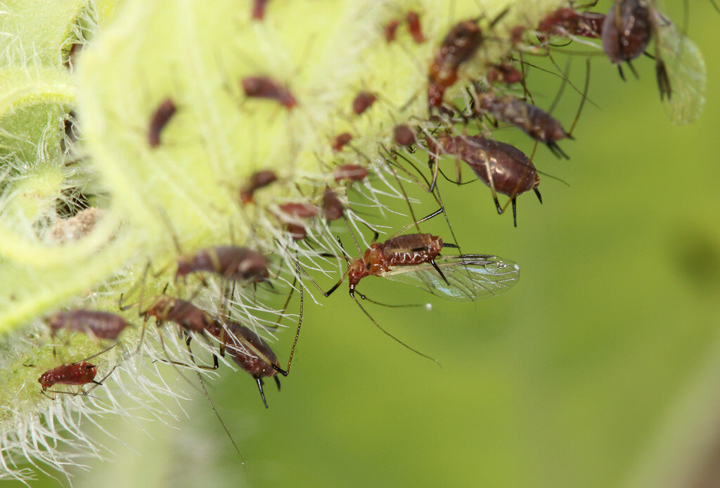 Равнокрылые насекомые тля. Равнокрылые тля. Люцерновая тля. Homoptera тля.