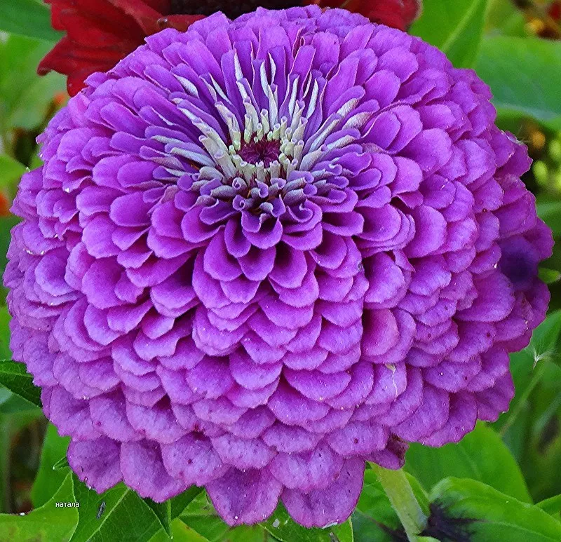 Zinnia elegans