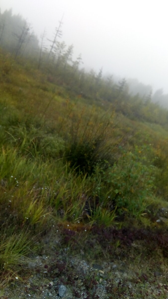 Туман в тайге.