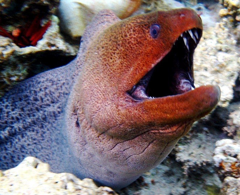 Электрическая рыба "Мурена" 