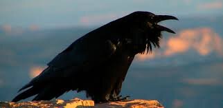 ворон, тайна ворона, ворон символ