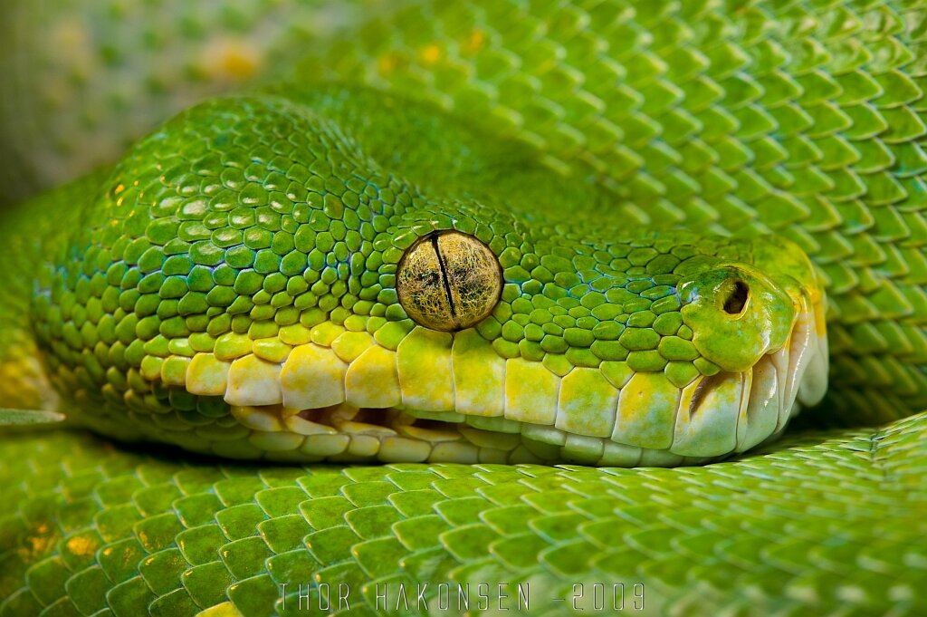 Глаза питона. Зелёный древесный питон Morelia viridis. Змея питон зеленый. Питон Морелия виридис. Зелёный питон питоны.