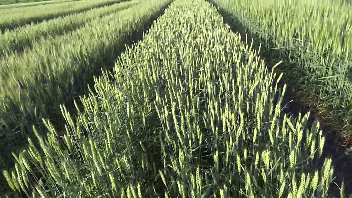 Все больше аграриев Волгоградской области отдают предпочтение озимой пшенице