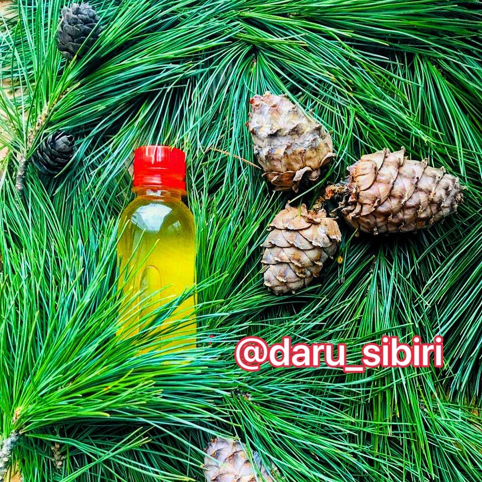 Живица кедровая