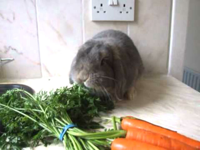 Можно морской свинке сельдерей. Кролик с морковкой. Кролик ест морковку. Заяц ест морковку. Кролик ест морковку гифка.