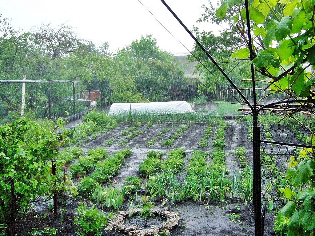 Замучили дожди. 3 важных дела, которые необходимо сделать в Огороде после такой погоды